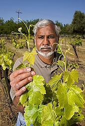 Geneticist examines characteristics of a grape accession at ARS’s grape genebank in northern California: Click here for full photo caption.