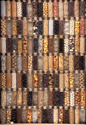 A display of seeds from the late 1890s at the National Center for Genetic Resources Preservation that typifies the crops grown in the North Dakota area at that time: Click here for photo caption.