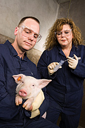 Microbiologists prepare to inoculate a pig with Salmonella enterica serovar Typhimurium to investigate Salmonella colonization in swine: Click here for full photo caption.