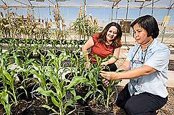 In a greenhouse at the Cropping Systems Research Laboratory in Lubbock, Texas, soil scientist (left) and plant physiologist compare the response of sorghum varieties undergoing water stress: Click here for full photo caption.