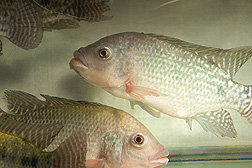 Nile tilapia, Oreochromis niloticus, used in fish health research: Click here for photo caption.