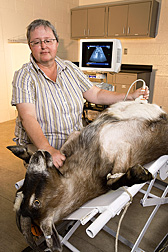 A technician with the Poisonous Plant Research Laboratory, uses ultrasound imaging to determine pregnancy and fetal activity in a Spanish goat: Click here for full photo caption.