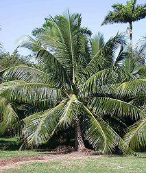 The coconut variety Niu Leka, or Fiji Dwarf, from the South Pacific may represent the earliest lineage in the coconut’s domestication: Click here for photo caption.
