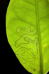 A citrus leafminer larva creates a gallery, or mine, within a citrus leaf, thereby gaining protection from externally applied pesticides and leaving behind a fecal trail: Click here for full photo caption.