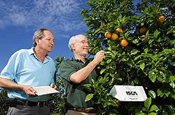 ARS research leader (left) observes as entomologist applies a formulation of SPLAT containing the sex pheromone of the citrus leafminer: Click here for full photo caption.