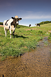 An ARS team of scientists determined that the equivalent of 12 percent of the phosphorus load in the Town Brook Watershed—a major source of drinking water for New York City—came from dairy cow dung deposited directly in streams: Click here for photo caption.