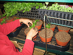 A worker at Young’s Plant Farm transplants seedlings into containers filled with an experimental substrate containing WholeTree: Click here for photo caption.