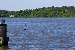 A blue heron on the Choptank River: Click here for photo caption.