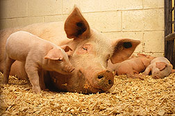 Vitamin C and beta-glucan supplements can help piglets gain weight after weaning: Click here for photo caption.