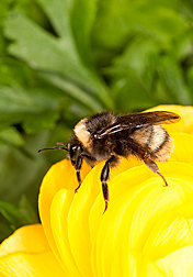 The western bumble bee, Bombus occidentalis