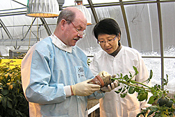 Molecular biologist and support specialist check golden nematode cysts on the root system of a potato clone developed by the Cornell University potato breeding program: Click here for full photo caption.