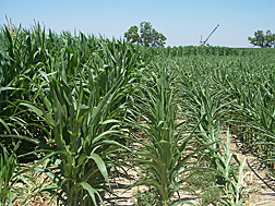 In a deficit irrigation study, corn on the left side was fully irrigated while that on the right received only half as much water and produced about half as much corn: Click here for photo caption.