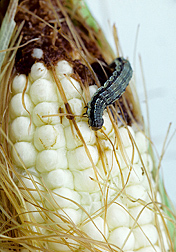 Corn earworm, Helicoverpa zea: Click here for photo caption.