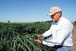 Geneticist conducting breeding and genetics research on switchgrass to improve its biomass yield and its ability to recycle carbon as a renewable energy crop: Click here for full photo caption.