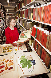 Special Collections librarian Sara B. Lee selecting fruit and vegetable images from the Rare Book Collection: Click here for photo caption.