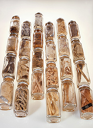The National Agricultural Library houses about 350 specimens that make up the USDA Fiber Collection: Click here for photo caption.