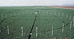 The data from this FACE (Free Air CO2 Enrichment) experiment was used to validate the model for CO2 effects on plant growth: Click here for photo caption.
