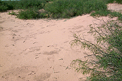 In 2003, at the end of a long drought, mesquite and bare soil dominate a study site at the Jornada Experimental Range: Click here for photo caption.