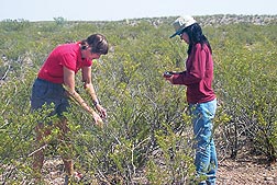 ARS ecologist Debra Peters (left) and New Mexico State University ecologist Jin Yao evaluate vegetation before estimating plant production at the Jornada Experimental Range: Click here for photo caption.