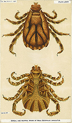 U.S. National Animal Parasite Collection Records at the National Agricultural Library include incredibly detailed drawings like this one, of a Boophilus annulatus tick, drawn in 1900: Click here for photo caption.