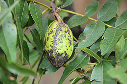 Pecan fruit showing symptoms of pecan scab: Click here for photo caption.