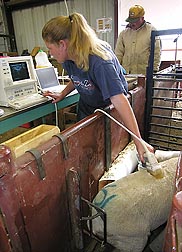 Technician Tracy Northcutt uses diagnostic ultrasound to determine fat level and muscle development of lambs: Click here for photo caption.
