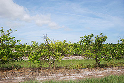 Trees infected with citrus greening, but not treated with heat, have obvious disease symptoms and reduced productivity: Click here for photo caption.