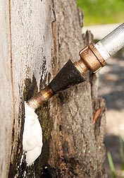 Inyectando un árbol con una espuma que contiene hongos para matar a los insectos dentro del árbol  Enlace a la información en inglés sobre la foto