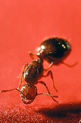 El veneno de la hormiga roja. Enlace a la información en inglés sobre la foto