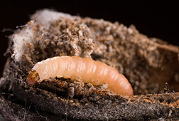 A navel orangeworm larva.