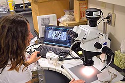 In Newark, Delaware, ARS research specialist Ashley Colavecchio uses the stacking system to produce high-resolution images of wasps to improve the identification and taxonomic descriptions of the insects.