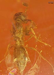 An image of a Calotelea wasp in amber that is about 20 million years old.
