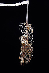 A typical rootstock.