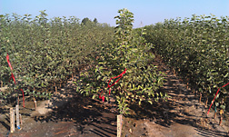 Honeycrisp apple trees with Geneva rootstocks in a large nursery in Washington State. 