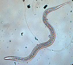 ARS scientists are studying how small roundworms, such as this Heterorhabditis indica nematode, navigate through soil to find insect pests to attack.