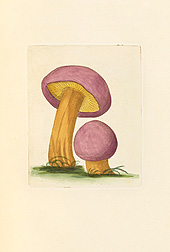 A watercolor titled "Agaricus ferratis (Agaric with Serrated Gills)," created by James Bolton, a noted naturalist who lived in England in the late 18th century.