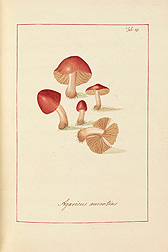 Cherry Colored Agaric (Agaricus aurentius). James Bolton, Icones fungorum circa Halifax sponte nascentium, Manuscript Volume I, 1784. Special Collections, National Agricultural Library.