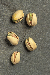 New lures that ARS scientists are formulating may help growers keep pistachios (shown), almonds, and walnuts safe from navel orangeworms.