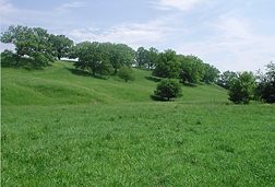 Pasture of Hidden Valley grass. Link to photo information.