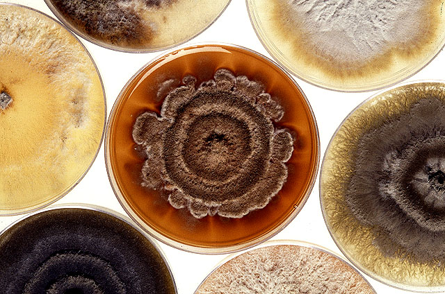 Cultures of a destructive mold called Phomopsis strains. Click here for full photo caption.