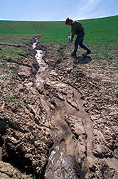 Research associate Chris Pannkuk analyzes soil resistance in a badly eroded wheat field. Click here for full photo caption.