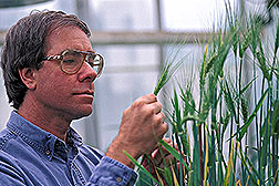 Plant pathologist David Weller examines wheat. Click here for full photo caption.