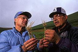 Plant pathologist James Cook (left) and wheat grower John Aeschliman compare roots of healthy and take-all-diseased plants Click here for full photo caption.