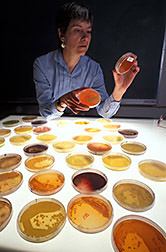 Geneticist Linda Thomashow places antibiotic-producing genes in bacteria. Click here for full photo caption.