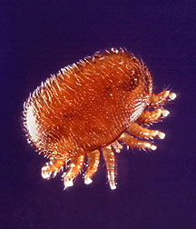 Varroa mite, about 30x