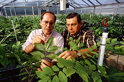 Inspecting greenhouse plants for pecan scab damage.