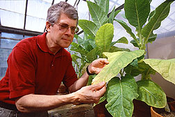 Plant pathologist Greg Upchurch.
