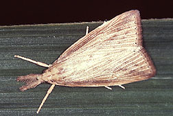 Adult sugarcane borer.