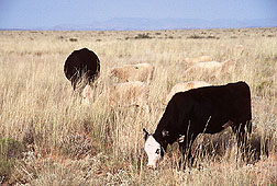 Cattle and sheep forage on New Mexico range.