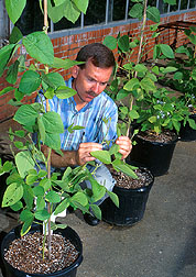 Geneticist checks early maturing soybeans for signs of stem canker. Click here for full photo caption.